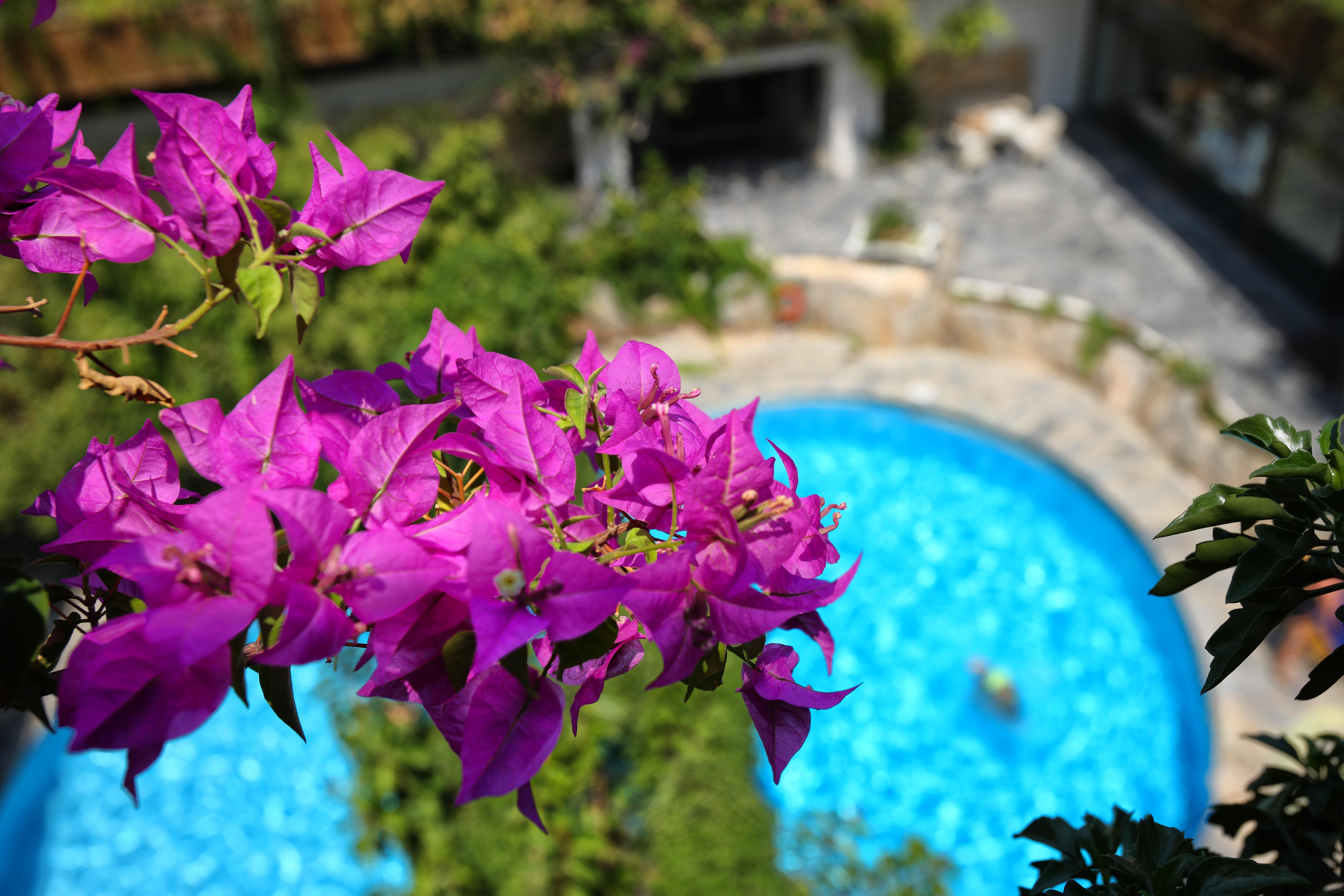 锡蒂亚海滩城市度假村及水疗中心 外观 照片 Bougainvillea flowers